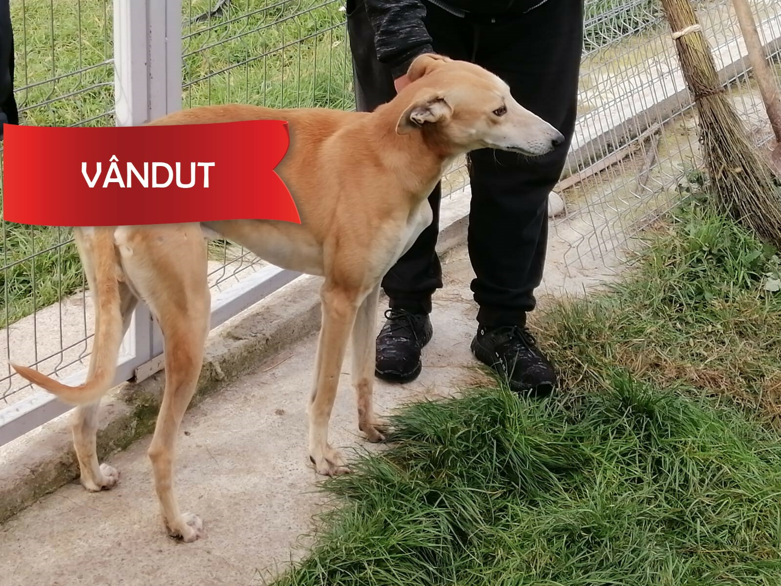 Câine din rasa ogar (metis) - Maron-roscat